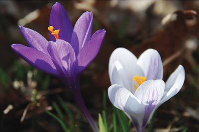 Spring Flowers
