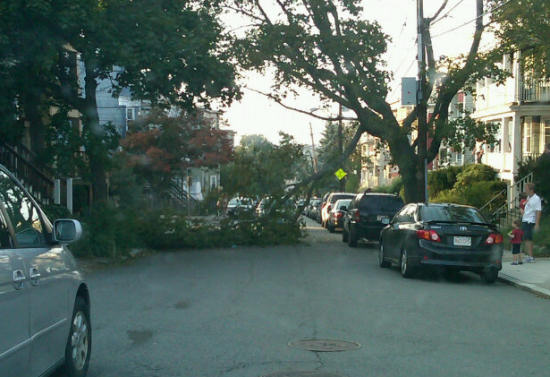 Fallen tree