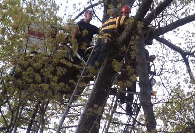 Man in tree. Photo by BFD. Man in tree. Photo by BFD.