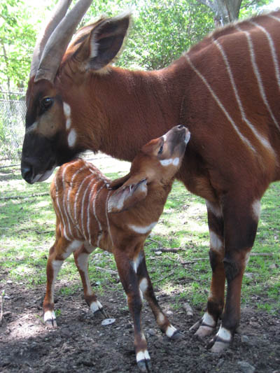 Photo Courtesy of Zoo New England