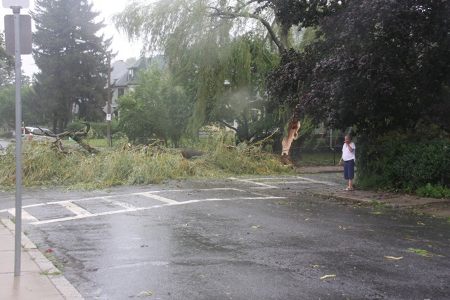 Downed trees