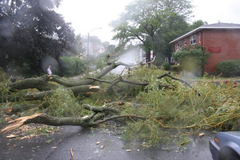 Downed trees