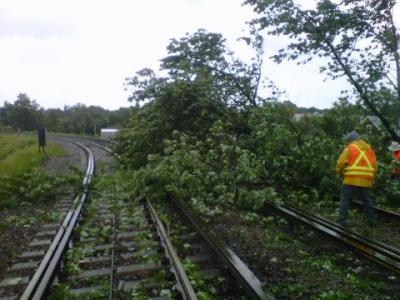 Tree falls on Red Line south of Fields Corner. Photo by MBTA.