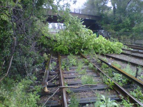 Tree on Red Line north of JFK/UMass. Photo by MBTA.