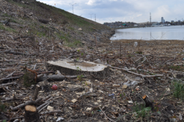 Trees cut along expressway near Savin Hill