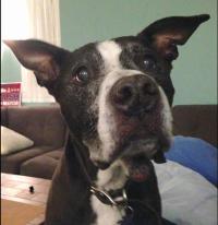 Charlie Ashmont : Probably a pit bull, definitely a 'good boy'