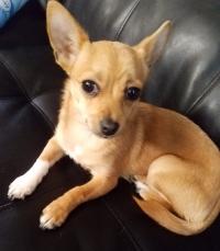 Missing dog Canela