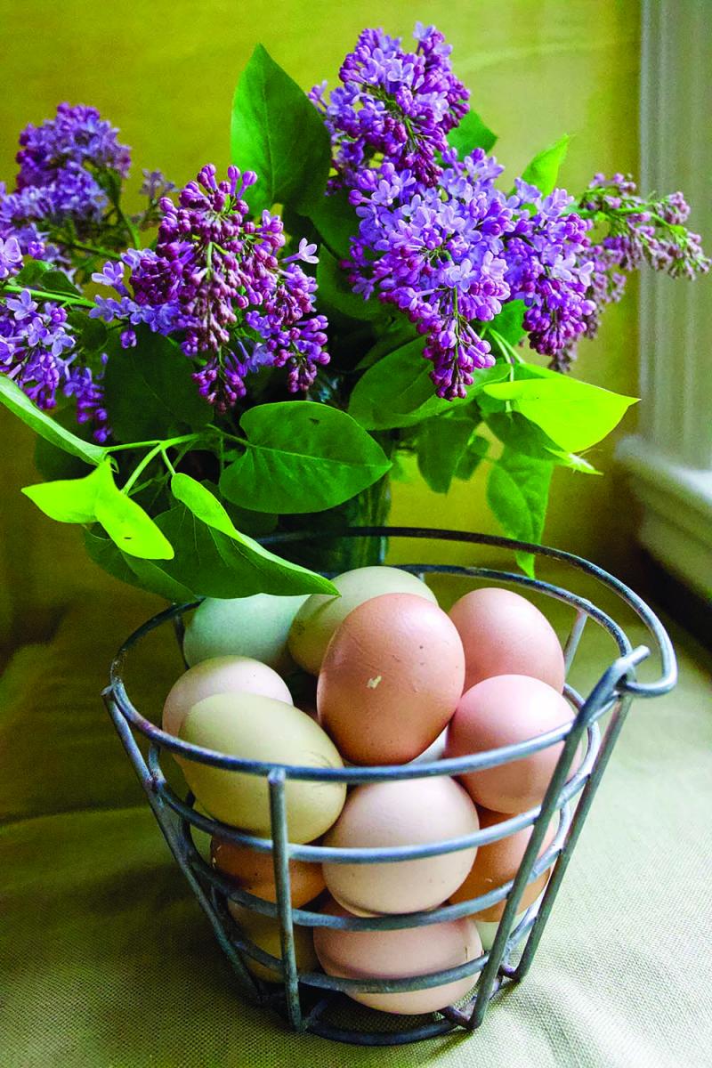 p7 egg inset REP 26029.jpg