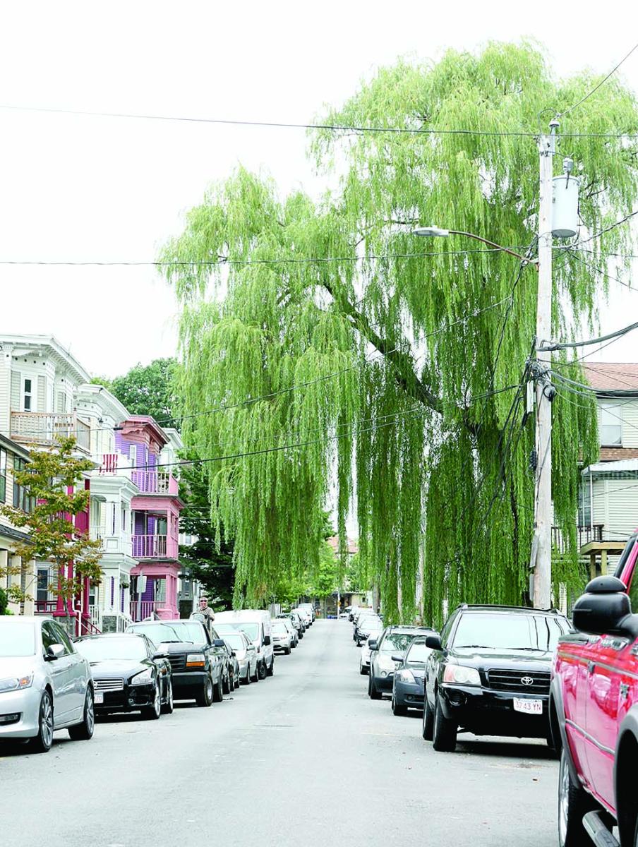 WillowTree.JPG